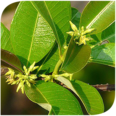 เถาเอ็นอ่อน