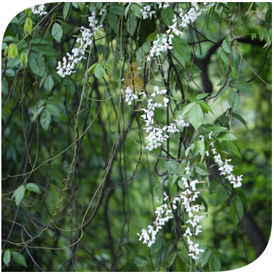 เถาวัลย์เปรียง