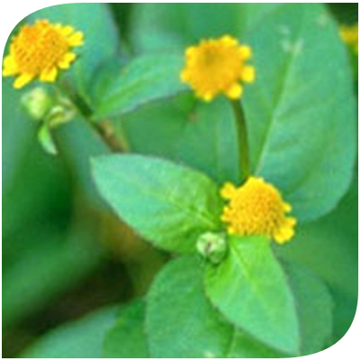 ผักคราดหัวแหวน