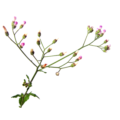 หญ้าดอกขาว 